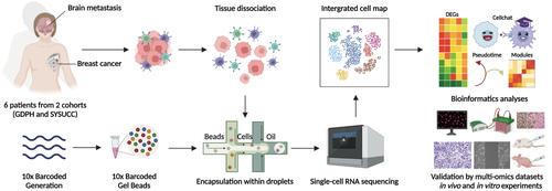 Single-cell RNA sequencing elucidated the landscape of breast cancer brain metastases and identified ILF2 as a potential therapeutic target