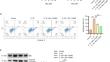 Myricetin Restores Autophagy to Attenuate Lumbar Intervertebral Disk Degeneration Via Negative Regulation of the JAK2/STAT3 Pathway.