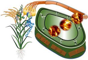 Insights into contrastive cellulose nanofibrils assembly and nanocrystals catalysis from dual regulations of plant cell walls