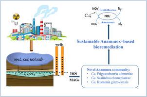 Metagenomic evidence of a novel anammox community in a cold aquifer with high nitrogen pollution.