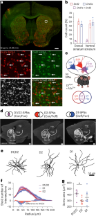 Striatal projection neurons coexpressing dopamine D1 and D2 receptors modulate the motor function of D1- and D2-SPNs