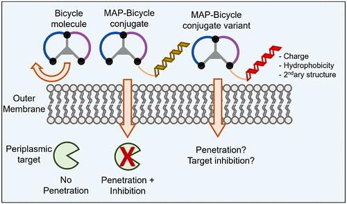 Investigating Penetration and Antimicrobial Activity of Vector-Bicycle Conjugates