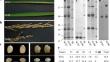 Involvement of a rice mutation in storage protein biogenesis in endosperm and its genomic location.