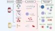 Perioperative Blood Transfusions and Cancer Progression: A Narrative Review.