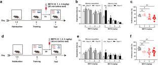 Single-dose methamphetamine administration impairs ORM retrieval in mice via excessive DA-mediated inhibition of PrL<sup>Glu</sup> activity.