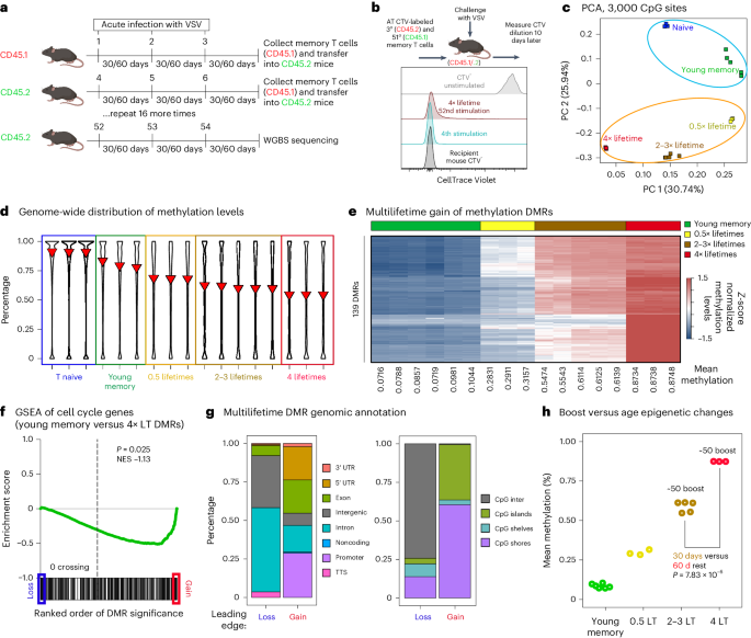 Conserved epigenetic hallmarks of T cell aging during immunity and malignancy