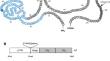 Mutational analysis of pig tissue factor pathway inhibitor α to increase anti-coagulation activity in pig-to-human xenotransplantation.