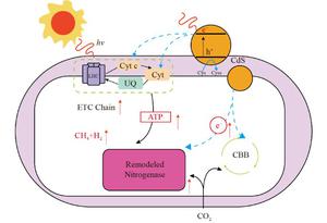 Interfacing biosynthetic CdS with engineered Rhodopseudomonas palustris for efficient visible light-driven CO2–CH4 conversion