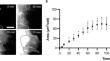 Spatiotemporal distribution of PTEN before directed cell migration in monolayers.