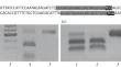 Analysis of the Effectiveness of CRISPR/Cas9-Editing of the GEX2 Gene by Ribonucleoprotein Complexes in Maize Protoplasts