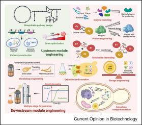 Building Synthetic Yeast Factories to Produce Fat-soluble Antioxidants