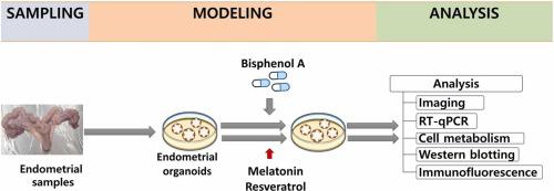 Melatonin and resveratrol alleviate molecular and metabolic toxicity induced by Bisphenol A in endometrial organoids