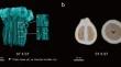 Involvement of CgHSFB1 in the regulation of self-incompatibility in 'Shatian' pummelo.