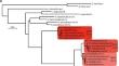 Expansion and Functional Diversification of Long-Wavelength-Sensitive Opsin in Anabantoid Fishes.