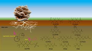 Biotransformation of 6:2 fluorotelomer sulfonate (6:2 FTS) in sulfur-rich media by Trametopsis cervina