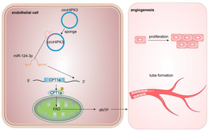 CircHIPK3/miR-124 affects angiogenesis in early-onset preeclampsia via CPT1A-mediated fatty acid oxidation.