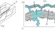 Cluster Capillary Core Model for the Calculation of the Relative Phase Permeability for Oil and Water Filtration