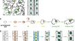 Regulation of stomatal development by epidermal, subepidermal and long-distance signals.