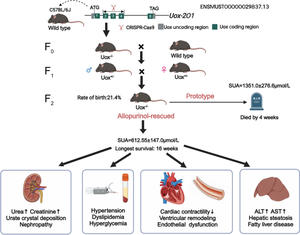 CRISPR/Cas9 Mediated Deletion of the Uox Gene Generates a Mouse Model of Hyperuricemia with Multiple Complications.