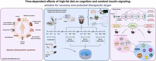 Time-dependent effects of high-fat diet on cognition and cerebral insulin signaling: Window for recovery and potential therapeutic target