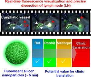 Naked-eye visualization of lymph nodes using fluorescence nanoprobes in non-human primate-animal models