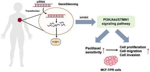 Silencing PCMT1 enhances the sensitivity of breast cancer cells to paclitaxel through the PI3K/Akt/STMN1 pathway