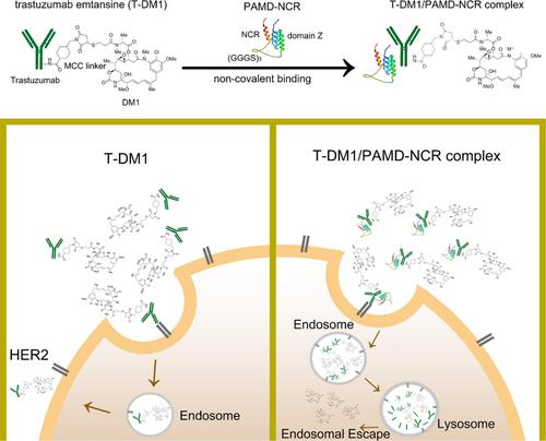 A high hydrophobic moment arginine-rich peptide screened by a machine learning algorithm enhanced ADC antitumor activity.