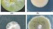 Evaluation of co-culture of cellulolytic fungi for enhanced cellulase and xylanase activity and saccharification of untreated lignocellulosic material.