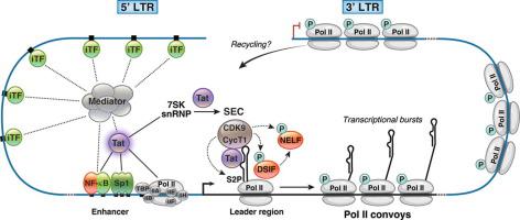 The HIV-1 Transcriptional Program: From Initiation to Elongation Control.