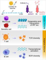 Single-cell multi-omics analysis revealing immune features of inactivated COVID-19 vaccination in systemic lupus erythematosus patients