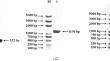 Isolation and identification of a pigeonpox virus strain and study on the integration of reticuloendotheliosis virus sequence.