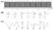 The dual nature of working memory deficits: methamphetamine abusers have more impaired social working memory capacity than canonical working memory capacity.