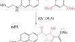 On the Feasibility of Using an Acedan-Based Fluorescent Probe to Monitor Hydrogen Sulfide in Primary Neuronal Cultures