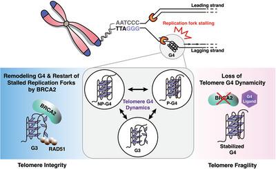 Balancing act: BRCA2's elaborate management of telomere replication through control of G-quadruplex dynamicity