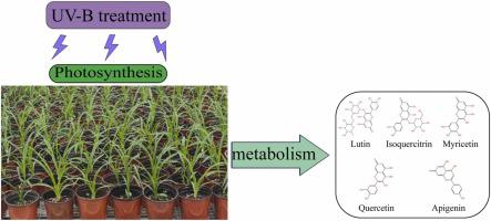 Effect of UV-B radiation on photosynthesis based flavonoid synthesis in daylily leaves