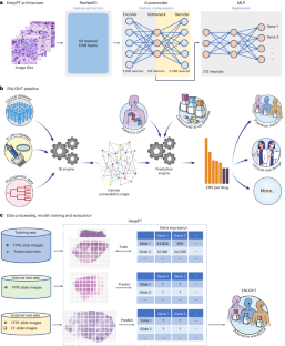 A deep-learning framework to predict cancer treatment response from histopathology images through imputed transcriptomics.