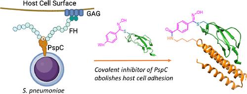 Covalent Inhibition of a Host–Pathogen Protein–Protein Interaction Reduces the Infectivity of Streptococcus pneumoniae