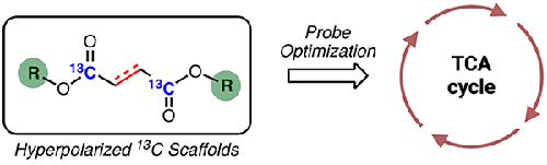 Design, Synthesis, and Assessment of Tricarboxylic Acid Cycle Probes