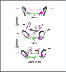 Structural descriptions of ligand interactions to RNA quadruplexes folded from the non-coding region of pseudorabies virus.