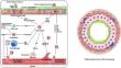 The role of neutrophils in chronic cough.