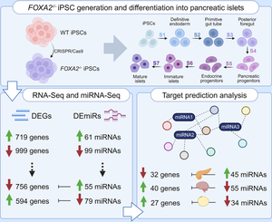 Identifying miRNA Signatures Associated with Pancreatic Islet Dysfunction in a FOXA2-Deficient iPSC Model.