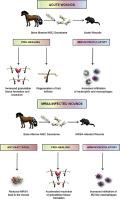 The mesenchymal stromal cell (MSC) secretome promotes tissue regeneration and increases macrophage infiltration in acute and MRSA-infected skin wounds in vivo