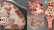 The influence of cooling on biomechanical time since death estimations using ovine brain tissue.