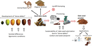 New Insights into the Influence of the Characteristic “Stone” Feature of the Date Palm (Phoenix dactylifera L.) Seeds on Its Sustainable Processing Approaches—A Review