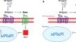 Evaluation of the Tolerability of Hedgehog Pathway Inhibitors in the Treatment of Advanced Basal Cell Carcinoma: A Narrative Review of Treatment Strategies.