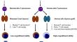 Thymus transplantation as immunotherapy for the enhancement and/or correction of T cell function.