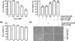 Hesperidin protects C2C12 myoblasts from oxidative damage by reducing ROS-mediated mitochondrial damage and endoplasmic reticulum stress