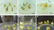 Establishment of an efficient regeneration system and in vitro polyploid induction based on the bulblet centre in Lilium rosthornii Diels