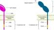 PD-1/PD-L1 axis: implications in immune regulation, cancer progression, and translational applications.