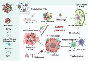 In situ tumor vaccine with optimized nanoadjuvants and lymph node targeting capacity to treat ovarian cancer and metastases